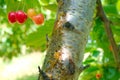 Cherry tree disease Royalty Free Stock Photo