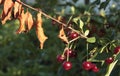 Cherry-tree diseases. Cherry Leaf Scorch. Erwinia amylovora. Dangerous bacteria infects leaves Royalty Free Stock Photo
