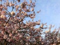 Pink cherry blossoms on a bright spring day Royalty Free Stock Photo