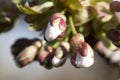 Cherry Tree Flower Buds Royalty Free Stock Photo