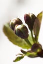 Cherry Tree Flower Buds Royalty Free Stock Photo