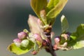 Cherry Tree Flower Buds Royalty Free Stock Photo
