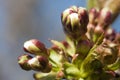 Cherry tree flower buds Royalty Free Stock Photo