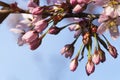 Cherry Tree Flower Buds Royalty Free Stock Photo