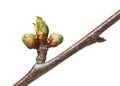 Cherry tree flower buds Royalty Free Stock Photo