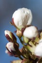 Cherry Tree Flower Buds Royalty Free Stock Photo