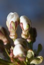 Cherry Tree Flower Buds Royalty Free Stock Photo