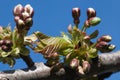 Cherry Tree Flower Buds Royalty Free Stock Photo