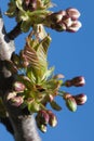 Cherry Tree Flower Buds Royalty Free Stock Photo