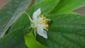 cherry tree flower closeup photo