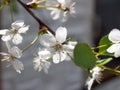 Cherry-tree flower