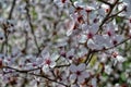 Cherry tree flowers