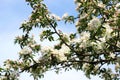 Cherry tree flowers. Royalty Free Stock Photo