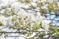 Cherry tree flowers blooming on brach tree at sunny day Royalty Free Stock Photo