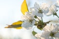 Cherry tree flowers blooming in the spring Royalty Free Stock Photo