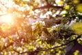 Cherry tree flowers blooming in the spring done Royalty Free Stock Photo