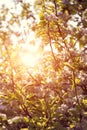 Cherry tree flowers blooming in the spring done Royalty Free Stock Photo