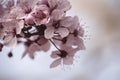 Cherry tree flowers blooming in spring Royalty Free Stock Photo