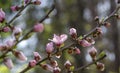 Cherry Tree flowers, Cherry Blossom Festival, Georgia USA Royalty Free Stock Photo