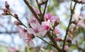 Cherry Tree flowers, Cherry Blossom Festival, Georgia USA Royalty Free Stock Photo