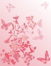 Cherry tree flowers and butterflies on pink Royalty Free Stock Photo