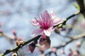 Cherry Tree flowers, Cherry Blossom Festival, Georgia USA Royalty Free Stock Photo