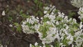 Cherry tree flowers