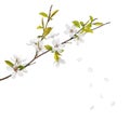 Cherry tree flowers and falling petals isolated on white Royalty Free Stock Photo