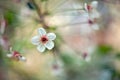 Cherry tree flowers and leafs on a blurry background