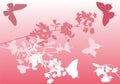 Cherry tree flowers and pink butterflies Royalty Free Stock Photo