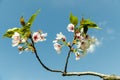 Cherry Tree Flowers Royalty Free Stock Photo