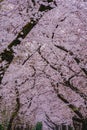 Cherry tree in full bloom of Aoyama Cemetery Royalty Free Stock Photo