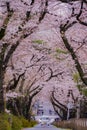 Cherry tree in full bloom of Aoyama Cemetery Royalty Free Stock Photo