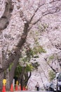 Cherry tree in full bloom of Aoyama Cemetery Royalty Free Stock Photo