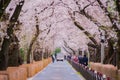 Cherry tree in full bloom of Aoyama Cemetery Royalty Free Stock Photo