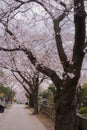 Cherry tree in full bloom of Aoyama Cemetery Royalty Free Stock Photo