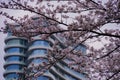 Cherry tree in full bloom of Aoyama Cemetery Royalty Free Stock Photo