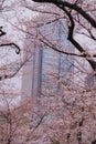 Cherry tree in full bloom of Aoyama Cemetery Royalty Free Stock Photo