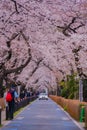 Cherry tree in full bloom of Aoyama Cemetery Royalty Free Stock Photo