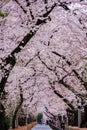 Cherry tree in full bloom of Aoyama Cemetery Royalty Free Stock Photo