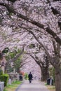 Cherry tree in full bloom of Aoyama Cemetery Royalty Free Stock Photo