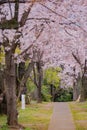 Cherry tree in full bloom of Aoyama Cemetery Royalty Free Stock Photo