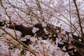 Cherry tree in full bloom of Aoyama Cemetery Royalty Free Stock Photo