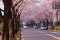 Cherry tree in full bloom of Chofu