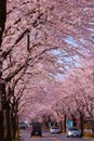 Cherry tree in full bloom of Chofu