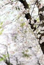 Japanese cherry tree full bloom Royalty Free Stock Photo