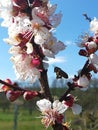 Cherry tree blooming attracts a bee