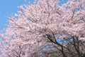 Cherry tree in full blossom.