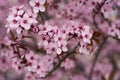 Cherry tree in full blossom in spring time Royalty Free Stock Photo