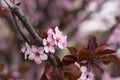 Cherry tree in full blossom in spring time Royalty Free Stock Photo